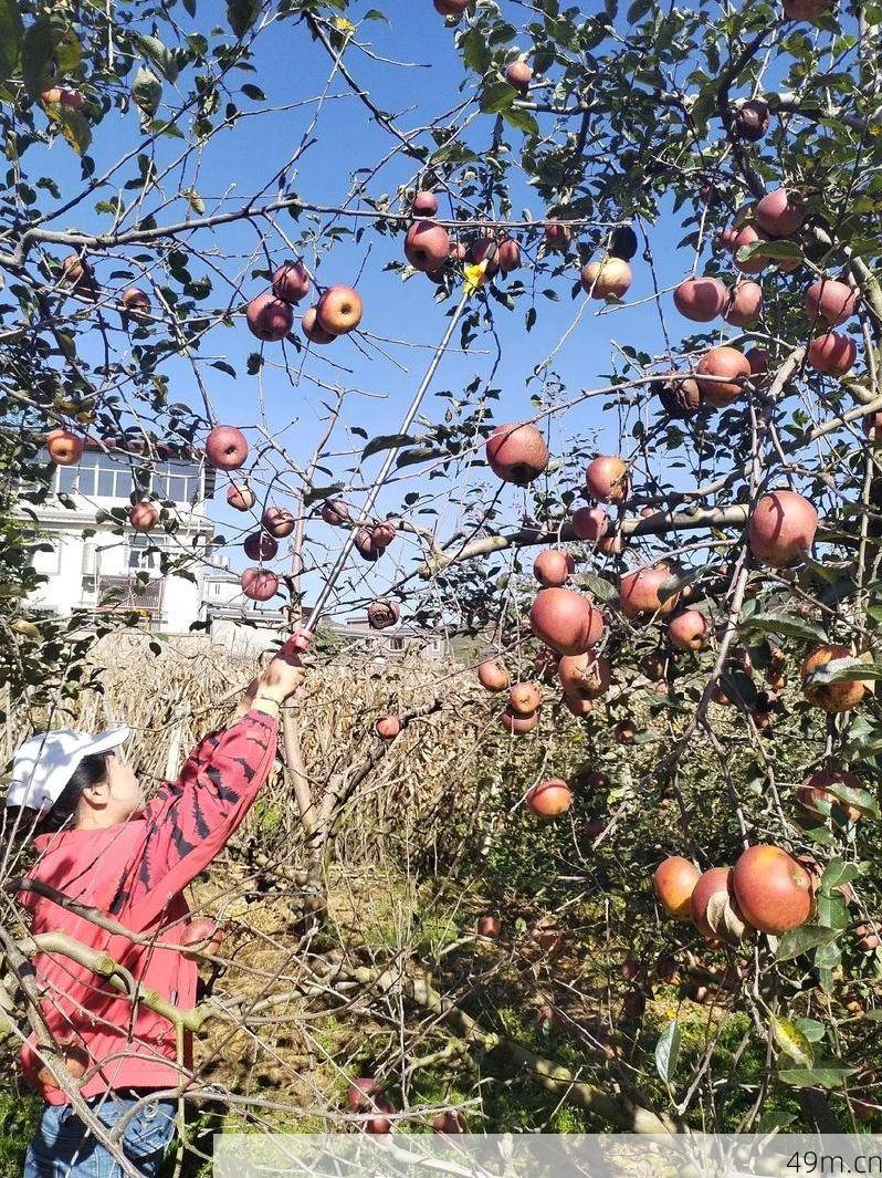美国苹果官网，探索、体验与收获的乐园