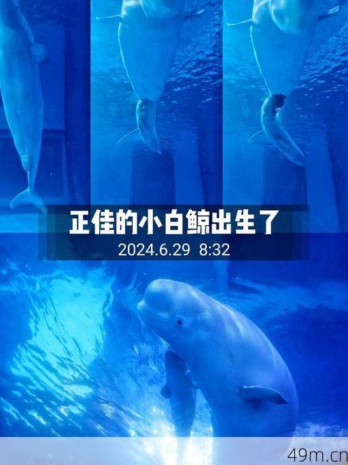 白鲸手机版怎么清数据？
