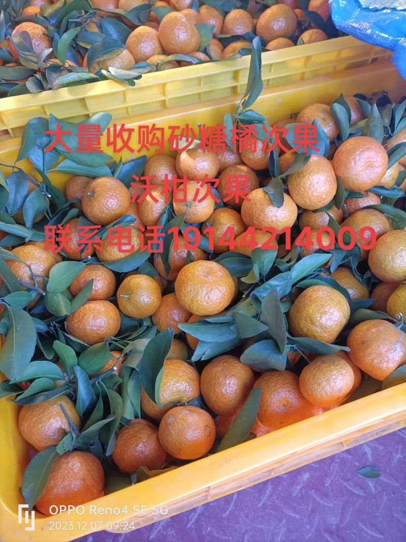 水果收购商电话号码（大量收购各种水果电话）