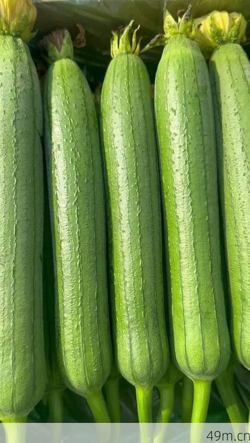 丝瓜注册要收费吗？一个网络爱好者的亲身经历大揭秘！