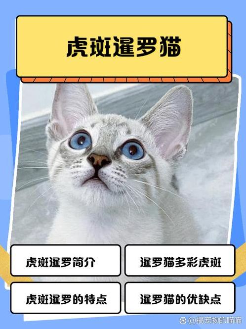 猫咪账号密码共享2022(猫咪账号密码共享130天查询)