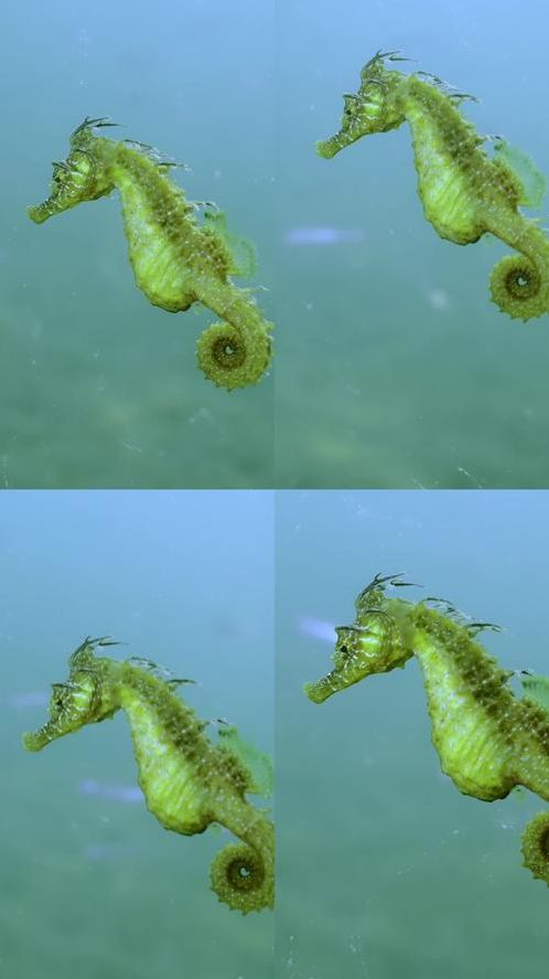 海马玩ios官方下载（海马玩ios手机版）