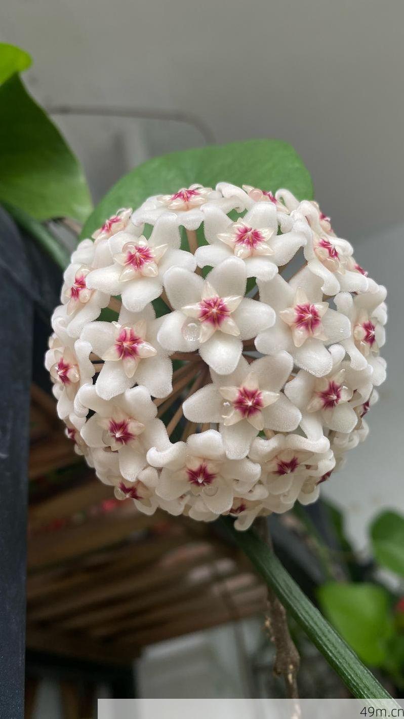 开球网蓝台花开是啥？一个网络爱好者的深度探索与实战分享